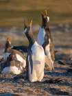Gentoo Penguin calling. South America, Falkland Islands, Saunders Island. Art Print